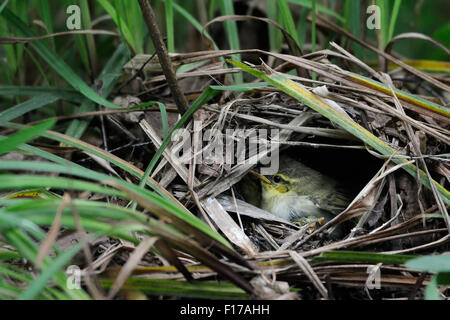 Wood Warbler Küken im nest Stockfoto