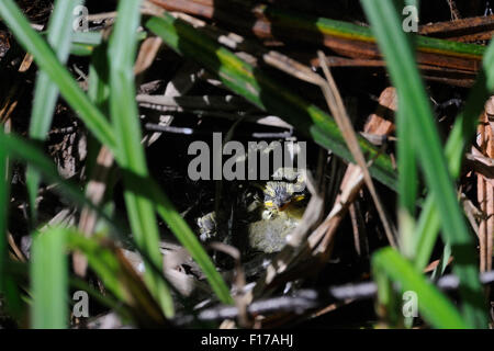 Wood Warbler Küken im nest Stockfoto