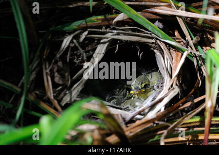 Wood Warbler Küken im nest Stockfoto