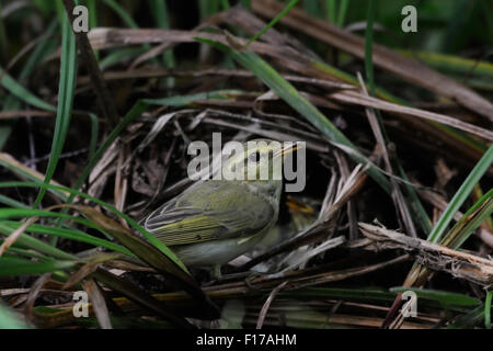 Wood Warbler nahe dem Nest mit Küken Stockfoto