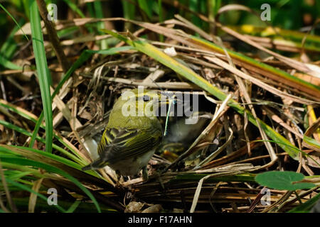 Wood Warbler nahe dem Nest mit Küken Stockfoto