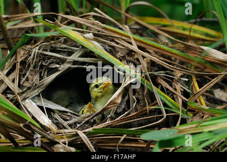 Wood Warbler Küken im nest Stockfoto