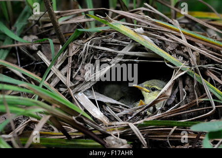 Wood Warbler Küken im nest Stockfoto