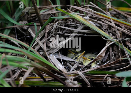 Wood Warbler Küken im nest Stockfoto