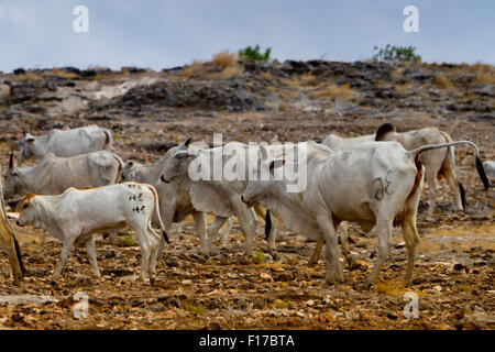 Rinder in einer trockenen, felsigen Landschaft während der Trockenzeit in Ost-Sumba, Ost-Nusa Tenggara, Indonesien. Stockfoto