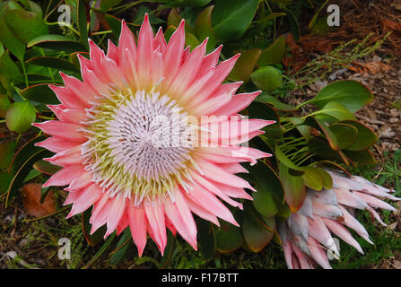 König protea rosa Blumen (Protea Cynaroides). Stockfoto