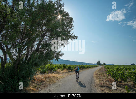 Frau Radfahren auf ruhigen Landstraße durch Weinberge in der südlichen Rhone-Tal in der Nähe von Vacqueyras in Frankreich Stockfoto