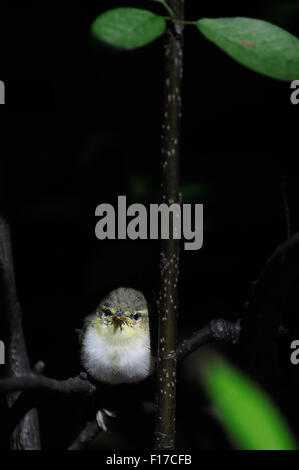 Wood Warbler Küken Folgetag nach Verlassen des Nestes Stockfoto