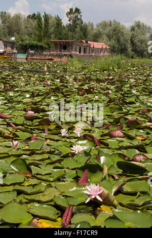 Indien, Jammu & Kaschmir, Srinagar, Dal Lake, rosa Lotusblume (Nelumbo Nucifera) in der Nähe von Hausbooten Blüte Stockfoto