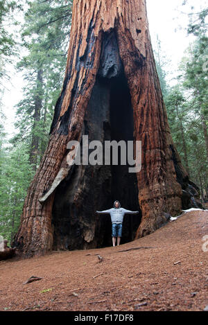 Mammutbaum in Mariposa Grove, Yosemite-Nationalpark, Kalifornien, USA Stockfoto