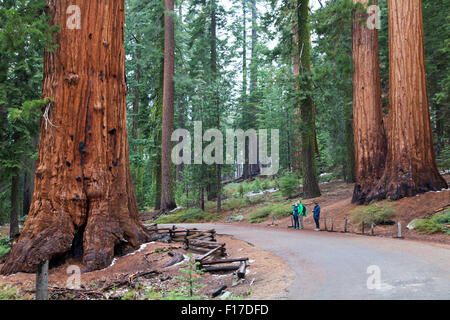 Mammutbäume in der Mariposa Grove, Yosemite-Nationalpark, Kalifornien, USA Stockfoto