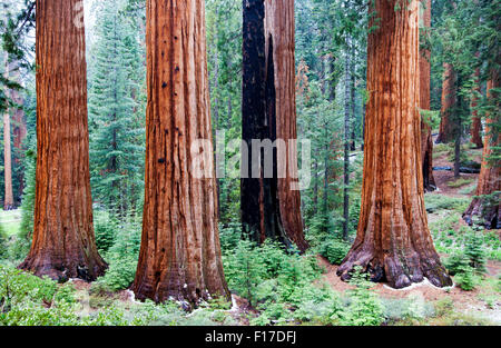 Mammutbäume in der Mariposa Grove, Yosemite-Nationalpark, Kalifornien, USA Stockfoto