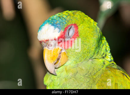 Porträt einer Amazona Albifrons (White-fronted Parrot) Stockfoto