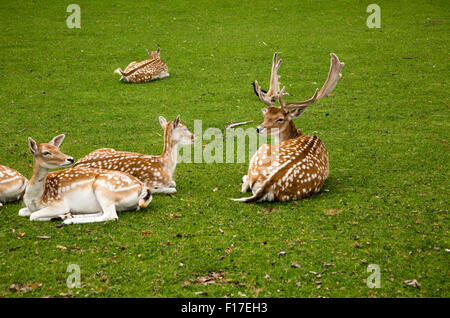 Damwild in kleinen Stadtpark, Maastricht, Provinz Limburg, Niederlande, Stockfoto