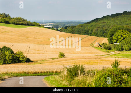 Eine Straße führt ins Goldene Roggenfelder in schönes Licht auf Hügeln in der nördlichen Eifel Landschaft in Deutschland mit einigen Kühen in der v Stockfoto