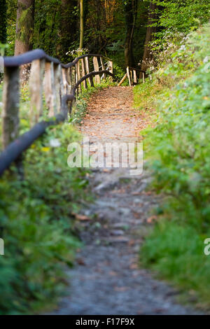 Ein Wanderweg durch den Wald neben einem Handlauf im warmen Abendlicht. In der Nähe von Monschau in der Eifel, Deutschland übernommen. Stockfoto