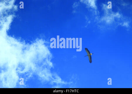 Storch fliegt hoch in den klaren blauen Himmel Stockfoto