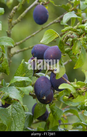 Prunus Domestica Pflaume "Anita" auf einem Baum Stockfoto