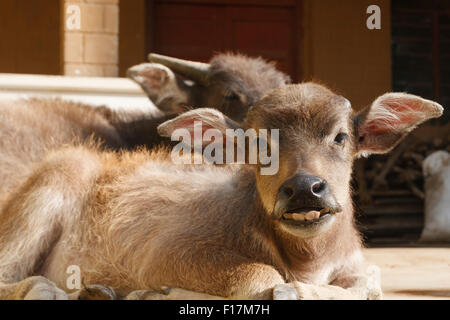 Ein Bock gezahnt, groß Schmuckschildkröte, Wasserbüffel Kalb in Yunnan, China Stockfoto