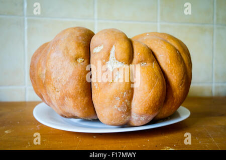 Musquee de Provence Kürbis, Kürbis Cucurbita Moschata Hause angebaut. Stockfoto