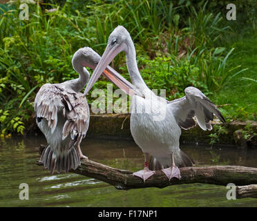 Rosa unterstützt Pelikane (Pelecanus saniert) Bindung Stockfoto