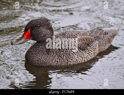 Sommersprossige Ente (Stictonetta Naevosa) männlich Stockfoto