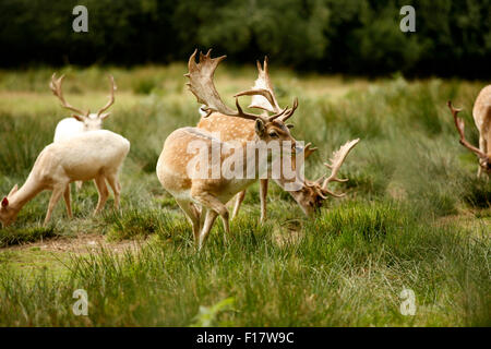 New Forest Damhirsche, England Stockfoto