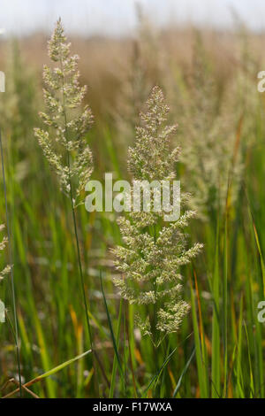 Holz klein-Reed, Bushgrass, Land-Reitgras, Landreitgras, Sand-Reitgras, Calamagrostis Epigejos, Calamagrostis Commun Stockfoto