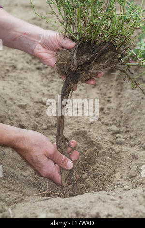 Stacheligen Restharrow, root, Dornige Hauhechel, Dorniger Hauhechel, Hauhechelwurzel, Hauhechel-Wurzel, Wurzeln, Ononis Spinosa Stockfoto