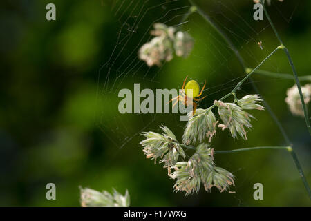 Kürbis-Spider, Kürbis Spinne Kürbisspinne, Kürbis-Spinne, Araniella Cucurbitina Oder Araniella Opistographa Stockfoto