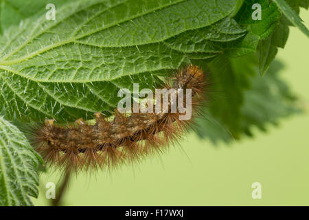 Buff Hermelin, Raupe, Gelber Fleckleibbär, Gelbe Tigermotte, Raupe, Spilarctia Lutea, Spilosoma Lutea, Spilosoma Luteum Stockfoto