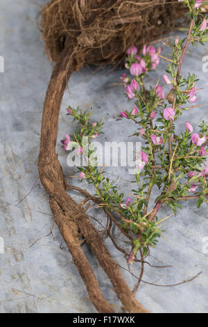 Stacheligen Restharrow, root, Dornige Hauhechel, Dorniger Hauhechel, Hauhechelwurzel, Hauhechel-Wurzel, Wurzeln, Ononis Spinosa Stockfoto