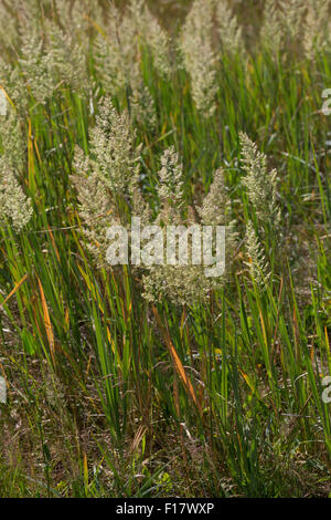 Holz klein-Reed, Bushgrass, Land-Reitgras, Landreitgras, Sand-Reitgras, Calamagrostis Epigejos, Calamagrostis Commun Stockfoto