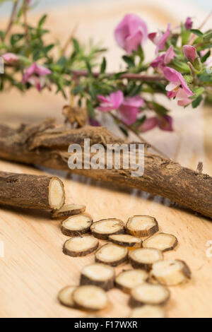 Stacheligen Restharrow, root, Dornige Hauhechel, Dorniger Hauhechel, Hauhechelwurzel, Hauhechel-Wurzel, Wurzeln, Ononis Spinosa Stockfoto