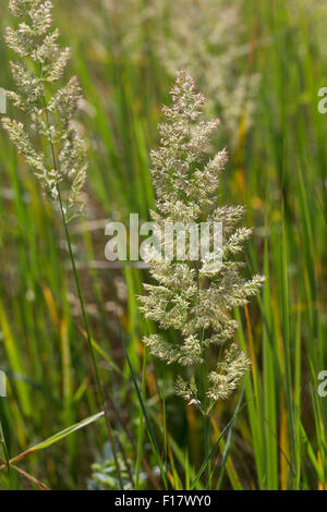 Holz klein-Reed, Bushgrass, Land-Reitgras, Landreitgras, Sand-Reitgras, Calamagrostis Epigejos, Calamagrostis Commun Stockfoto