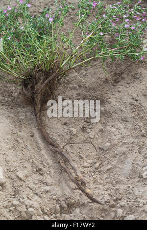 Stacheligen Restharrow, root, Dornige Hauhechel, Dorniger Hauhechel, Hauhechelwurzel, Hauhechel-Wurzel, Wurzeln, Ononis Spinosa Stockfoto