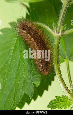 Buff Hermelin, Raupe, Gelber Fleckleibbär, Gelbe Tigermotte, Raupe, Spilarctia Lutea, Spilosoma Lutea, Spilosoma Luteum Stockfoto