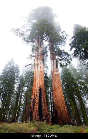 Mammutbäume in der Mariposa Grove, Yosemite-Nationalpark, Kalifornien, USA Stockfoto