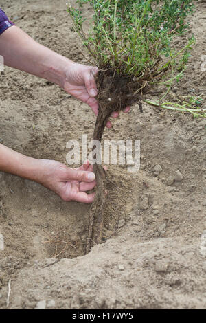 Stacheligen Restharrow, root, Dornige Hauhechel, Dorniger Hauhechel, Hauhechelwurzel, Hauhechel-Wurzel, Wurzeln, Ononis Spinosa Stockfoto