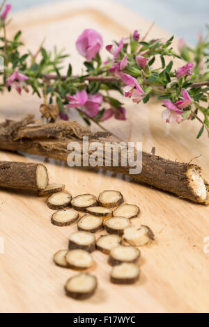 Stacheligen Restharrow, root, Dornige Hauhechel, Dorniger Hauhechel, Hauhechelwurzel, Hauhechel-Wurzel, Wurzeln, Ononis Spinosa Stockfoto