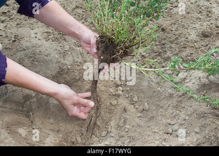 Stacheligen Restharrow, root, Dornige Hauhechel, Dorniger Hauhechel, Hauhechelwurzel, Hauhechel-Wurzel, Wurzeln, Ononis Spinosa Stockfoto