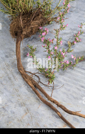 Stacheligen Restharrow, root, Dornige Hauhechel, Dorniger Hauhechel, Hauhechelwurzel, Hauhechel-Wurzel, Wurzeln, Ononis Spinosa Stockfoto