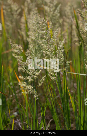 Holz klein-Reed, Bushgrass, Land-Reitgras, Landreitgras, Sand-Reitgras, Calamagrostis Epigejos, Calamagrostis Commun Stockfoto