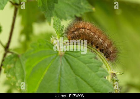 Buff Hermelin, Raupe, Gelber Fleckleibbär, Gelbe Tigermotte, Raupe, Spilarctia Lutea, Spilosoma Lutea, Spilosoma Luteum Stockfoto