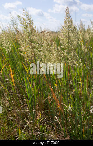 Holz klein-Reed, Bushgrass, Land-Reitgras, Landreitgras, Sand-Reitgras, Calamagrostis Epigejos, Calamagrostis Commun Stockfoto