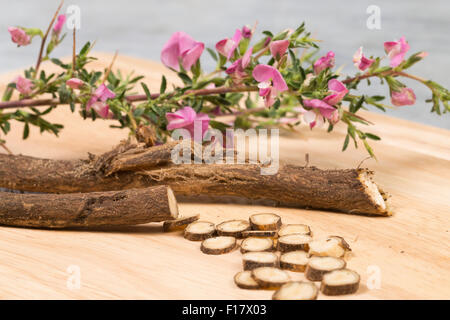 Stacheligen Restharrow, root, Dornige Hauhechel, Dorniger Hauhechel, Hauhechelwurzel, Hauhechel-Wurzel, Wurzeln, Ononis Spinosa Stockfoto