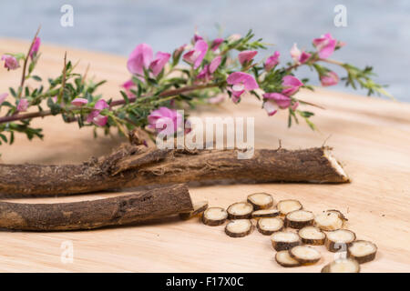 Stacheligen Restharrow, root, Dornige Hauhechel, Dorniger Hauhechel, Hauhechelwurzel, Hauhechel-Wurzel, Wurzeln, Ononis Spinosa Stockfoto