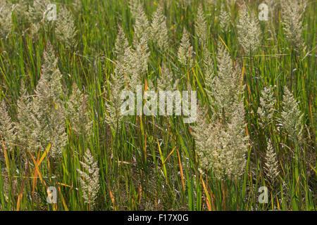 Holz klein-Reed, Bushgrass, Land-Reitgras, Landreitgras, Sand-Reitgras, Calamagrostis Epigejos, Calamagrostis Commun Stockfoto