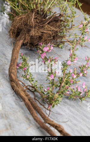 Stacheligen Restharrow, root, Dornige Hauhechel, Dorniger Hauhechel, Hauhechelwurzel, Hauhechel-Wurzel, Wurzeln, Ononis Spinosa Stockfoto