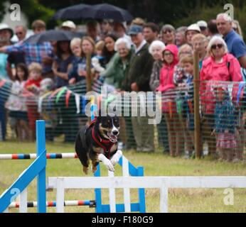 Schwarze und weisse Hund Sprung über einen Zaun in einem Hindernislauf mit einer Menge von Menschen, die an ein Land fayre in Hampshire. Stockfoto